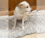 Small #1 Labrador Retriever Mix