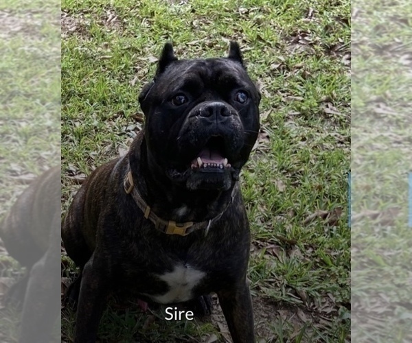 Medium Photo #5 Cane Corso Puppy For Sale in FLORENCE, MS, USA