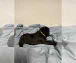 Small #3 Cane Corso