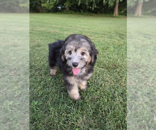 Medium Photo #4 Aussiedoodle Puppy For Sale in WILLS POINT, TX, USA