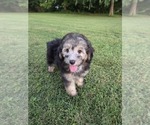 Small #3 Aussiedoodle