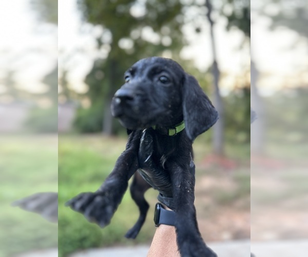 Medium Photo #4 German Shorthaired Pointer Puppy For Sale in GREENVILLE, SC, USA