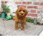 Small #3 Goldendoodle