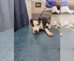 Medium American Bulldog Mix