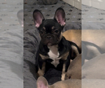 Image preview for Ad Listing. Nickname: Zeus
