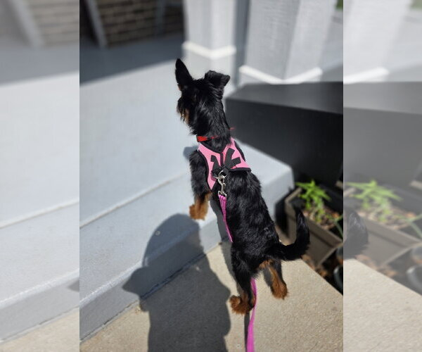 Medium Photo #4 Airedale Terrier-Unknown Mix Puppy For Sale in Wheaton, IL, USA
