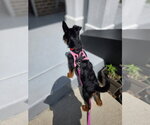 Small #3 Airedale Terrier Mix