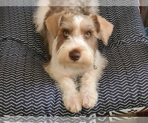 Schnauzer (Miniature) Puppy for sale in BUCKHOLTS, TX, USA
