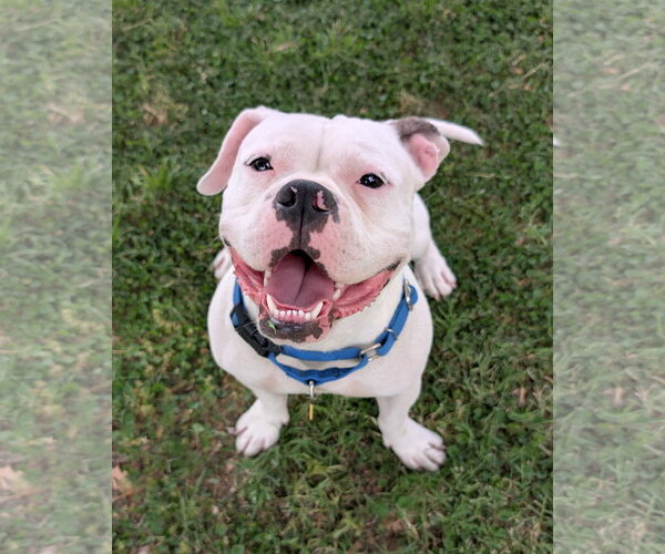 Medium Photo #1 Bulldog-Unknown Mix Puppy For Sale in Chandler, AZ, USA