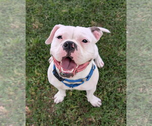 Bulldog-Unknown Mix Dogs for adoption in Chandler, AZ, USA