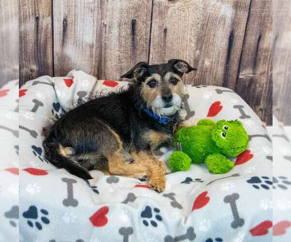 Medium Photo #4 Mutt Puppy For Sale in Kennesaw, GA, USA