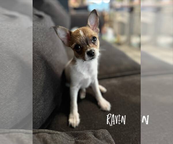 Medium Photo #4 Chihuahua-Unknown Mix Puppy For Sale in MIDWAY, UT, USA