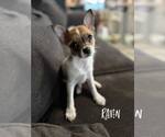 Small #3 Chihuahua Mix