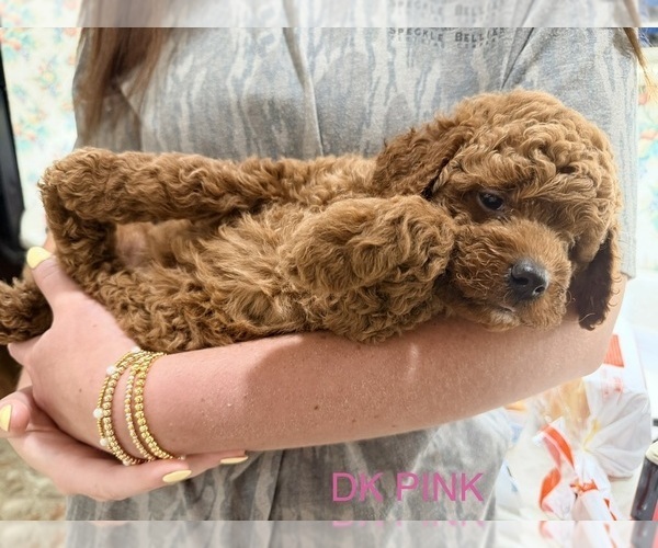 Medium Photo #1 Goldendoodle (Miniature) Puppy For Sale in HAMILTON, AL, USA