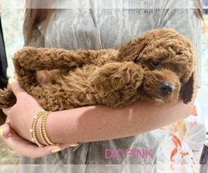 Goldendoodle (Miniature) Puppy for Sale in HAMILTON, Alabama USA