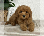 Small #4 Cavapoo