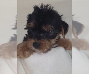 Yorkshire Terrier Puppy for sale in AZLE, TX, USA