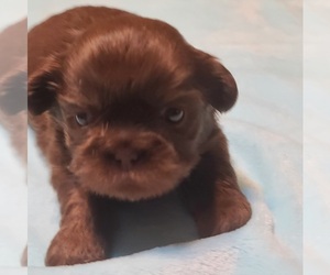 Shih Tzu Puppy for Sale in BELLEVILLE, Michigan USA