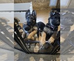 Small Photo #17 German Shepherd Dog Puppy For Sale in LA FAYETTE, NY, USA