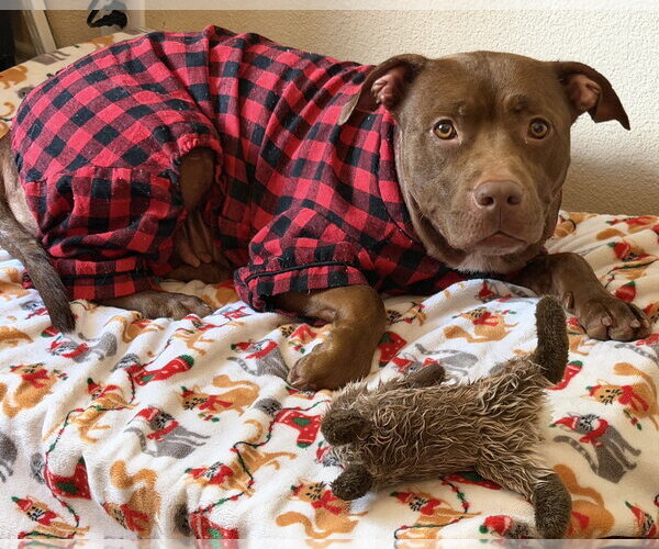 Medium Photo #3 American Pit Bull Terrier-Unknown Mix Puppy For Sale in HOUSTON, TX, USA