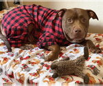 Small #2 American Pit Bull Terrier Mix