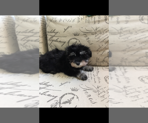 Havanese Puppy for sale in LIVONIA, MI, USA