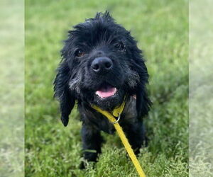 Cocker Spaniel Dogs for adoption in Pacolet, SC, USA