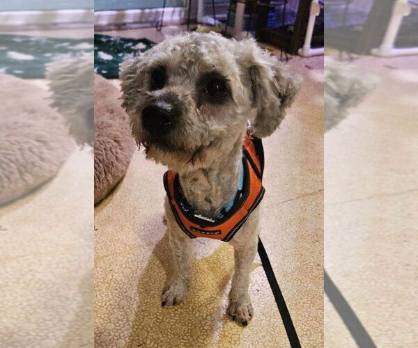 Medium Photo #3 Poodle (Miniature)-Unknown Mix Puppy For Sale in Plymouth, MN, USA