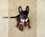 Small Photo #3 Mutt Puppy For Sale in McKinney, TX, USA