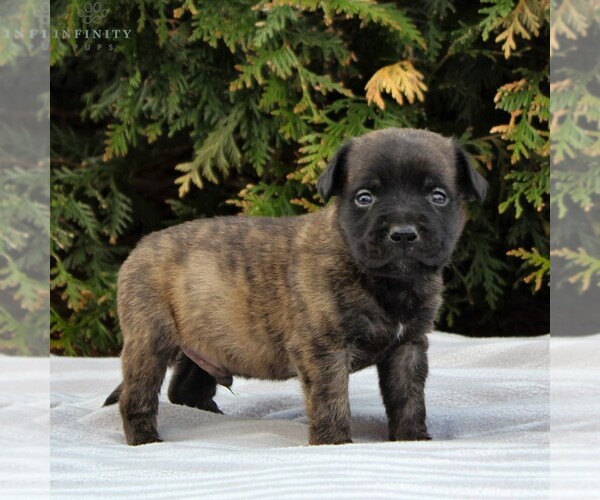 Medium Photo #3 Mastiff Puppy For Sale in MORGANTOWN, PA, USA