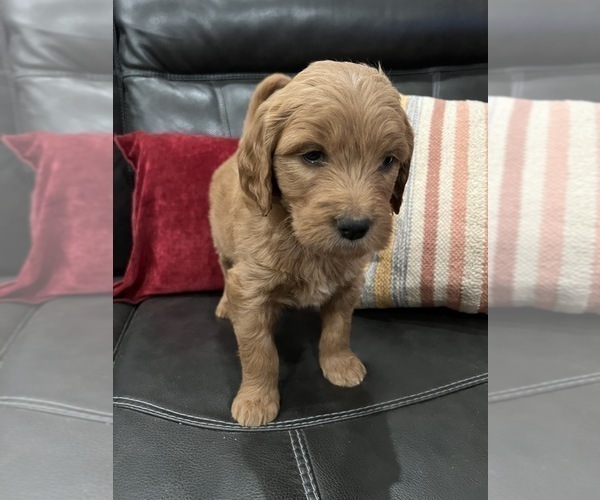 Medium Photo #11 Goldendoodle Puppy For Sale in CEDAR HILL, TX, USA