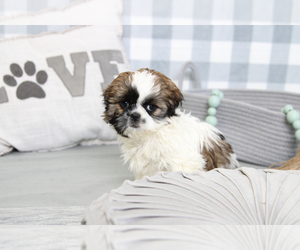 Shih Tzu Puppy for sale in MARIETTA, GA, USA