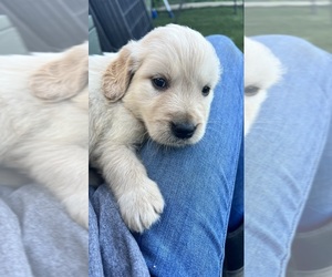 Golden Retriever Puppy for sale in BOSWELL, IN, USA