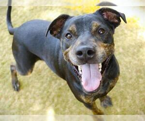 Rottweiler-Unknown Mix Dogs for adoption in Tallahassee, FL, USA
