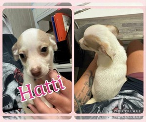 Chiweenie Dogs for adoption in Wakefield, RI, USA