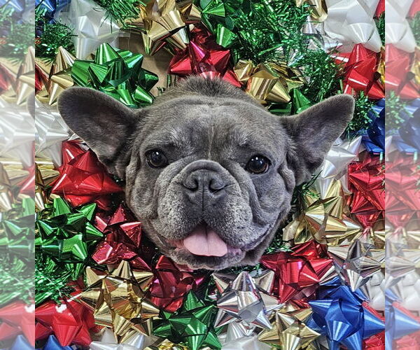 Medium Photo #2 French Bulldog Puppy For Sale in Sanford, FL, USA
