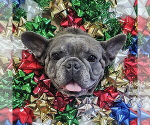 Stella FH - Female French Bulldog Dog for Adoption - Photo #2