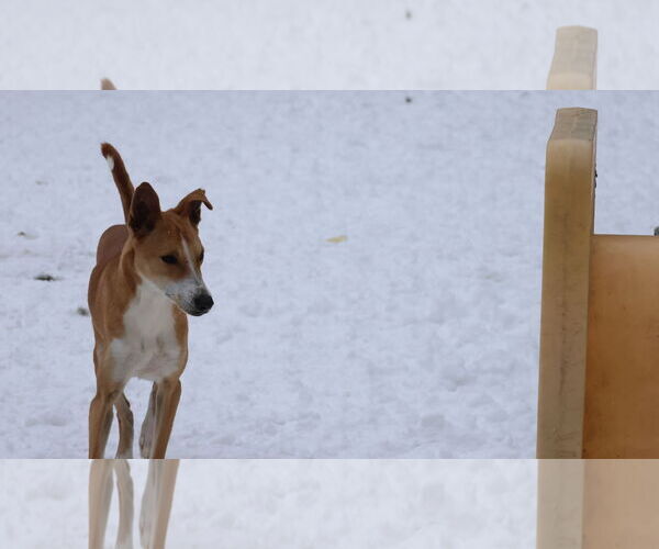 Medium Photo #29 Saluki-Whippet Mix Puppy For Sale in Sebec, ME, USA