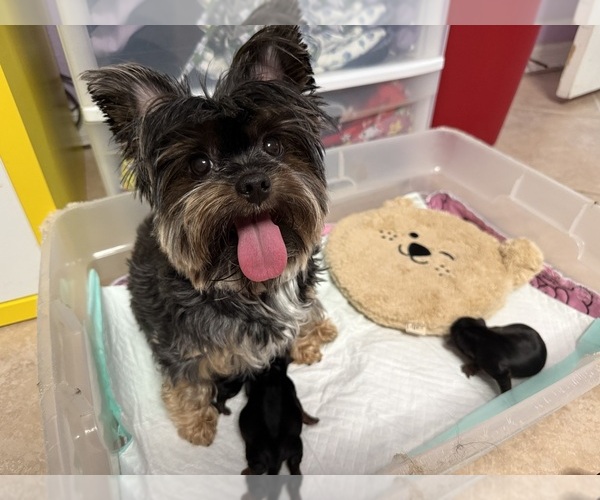 Medium Photo #1 Yorkshire Terrier Puppy For Sale in VALRICO, FL, USA