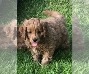 Cavapoo Puppy for sale in MILLERSBURG, OH, USA