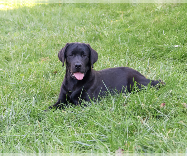 Medium Photo #4 Labrador Retriever Puppy For Sale in SYRACUSE, IN, USA