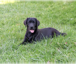 Brooke - Female Labrador Retriever Puppy for Sale - Photo #4