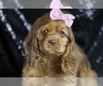 Small Photo #33 Cocker Spaniel Puppy For Sale in WARSAW, IN, USA