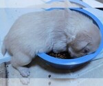 Small Photo #10 Golden Retriever Puppy For Sale in IDAHO SPRINGS, CO, USA