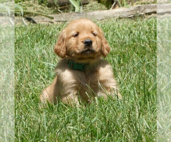 Medium Photo #3 Golden Retriever Puppy For Sale in WOLCOTT, VT, USA