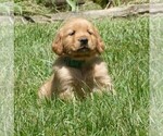 Small #2 Golden Retriever