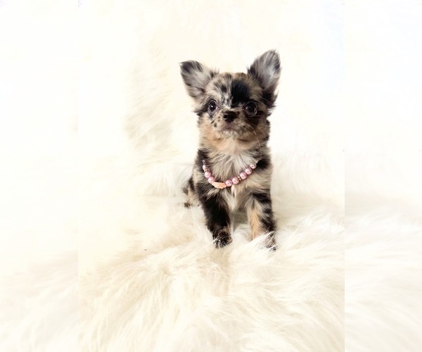 Medium Photo #8 Chihuahua Puppy For Sale in SACRAMENTO, CA, USA