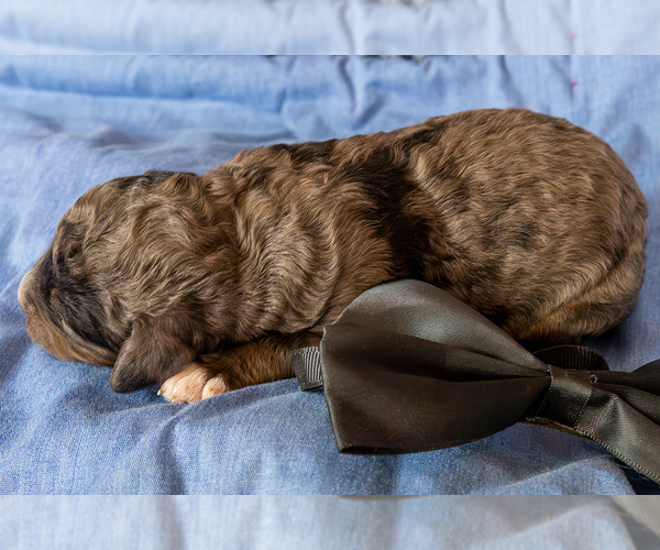 Medium Photo #3 Bernedoodle (Miniature) Puppy For Sale in ROY, UT, USA