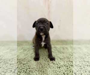 American Staffordshire Terrier-Labrador Retriever Mix Dogs for adoption in Princeton, MN, USA