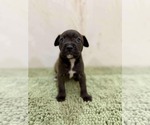 Small American Staffordshire Terrier-Labrador Retriever Mix